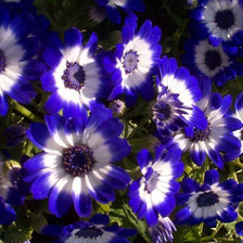 Схема вышивки «цветы»