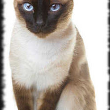 Схема вышивки «сиамский кот»