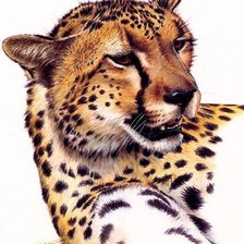 Дикие хищные кошки