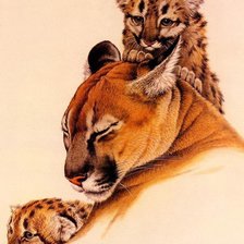 Схема вышивки «Дикие хищные кошки»