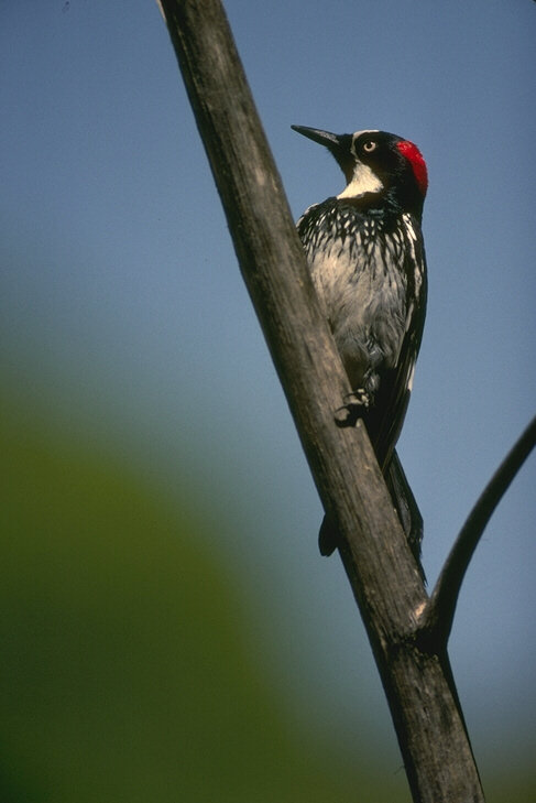 123 - птицы - оригинал