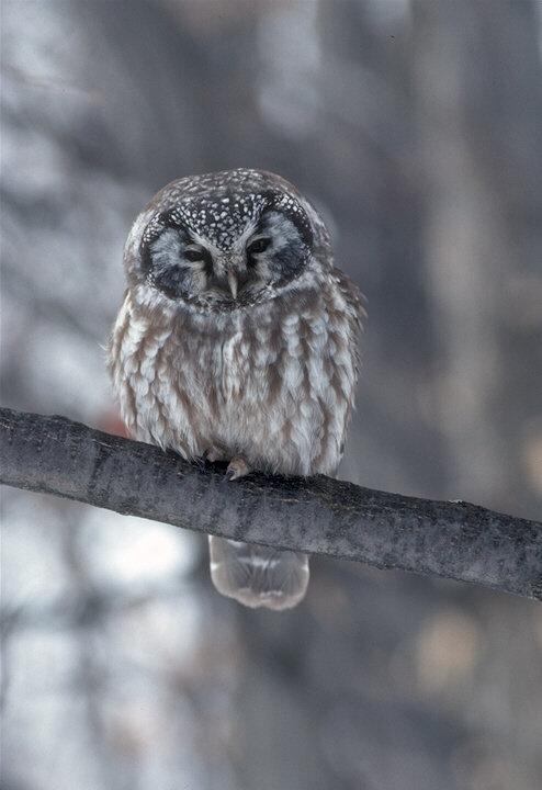 546 - птицы - оригинал