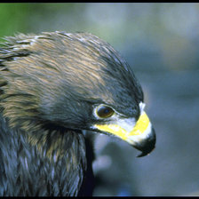 Схема вышивки «455431»