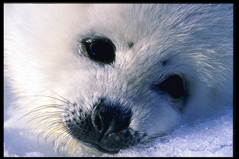 56412 - животные - оригинал