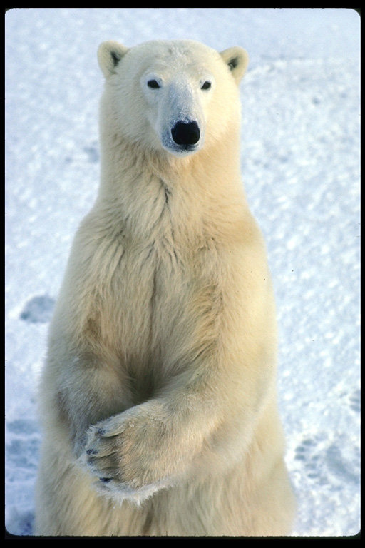 Миша - животные - оригинал