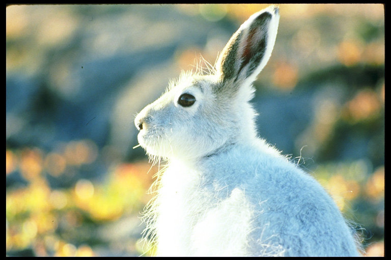 Заяц - животные - оригинал