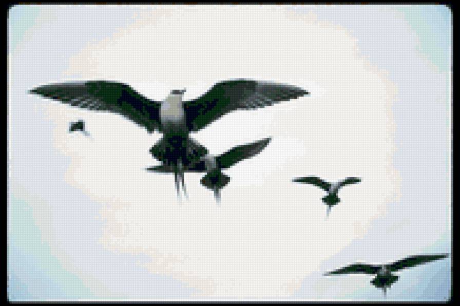 Птицы - птицы - предпросмотр