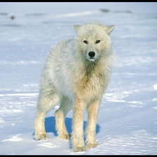 Схема вышивки «Волк»