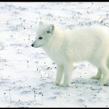 Схема вышивки «Волк»