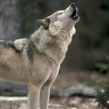 Схема вышивки «Волк»