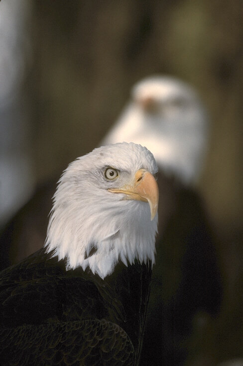 Птицы - птицы - оригинал