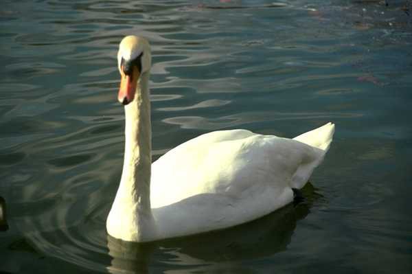 Лебедь - птицы - оригинал