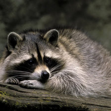 Схема вышивки «Енот»