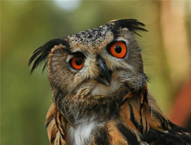 вам кого - птицы - оригинал