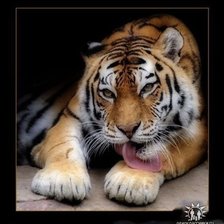 Схема вышивки «Тигр»