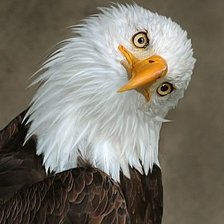 Схема вышивки «а вам кого»