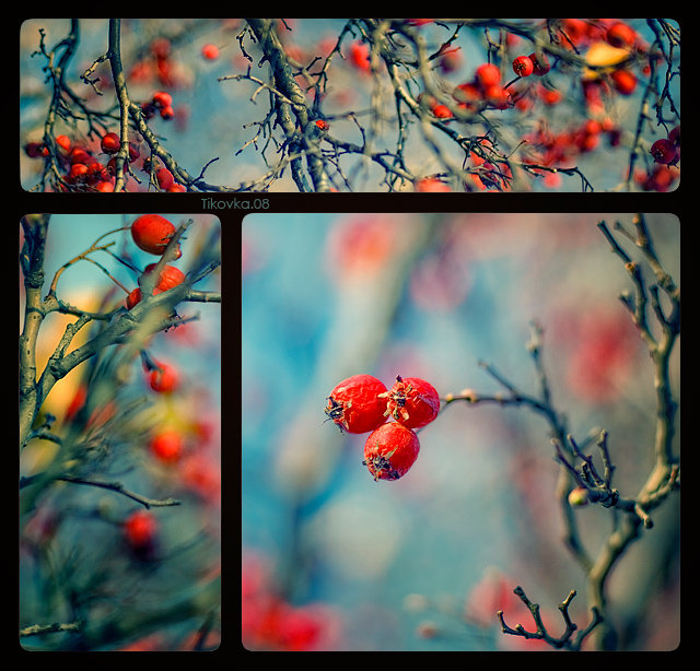 своеобразный триптих - шиповник, природа, триптих - оригинал