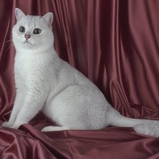 Схема вышивки «КИСА»