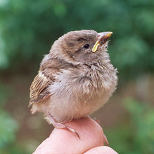 Схема вышивки «птицы»