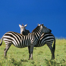 Схема вышивки «№15243»