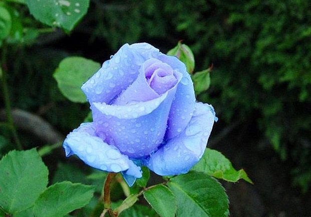 №15259 - оригинал