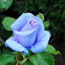 Схема вышивки «№15259»