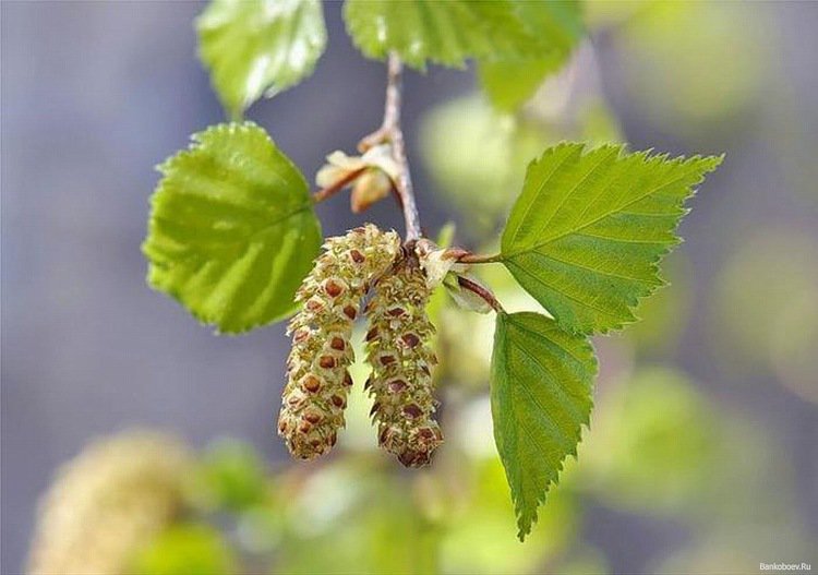 №15311 - оригинал