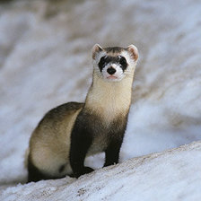 Схема вышивки «милка»