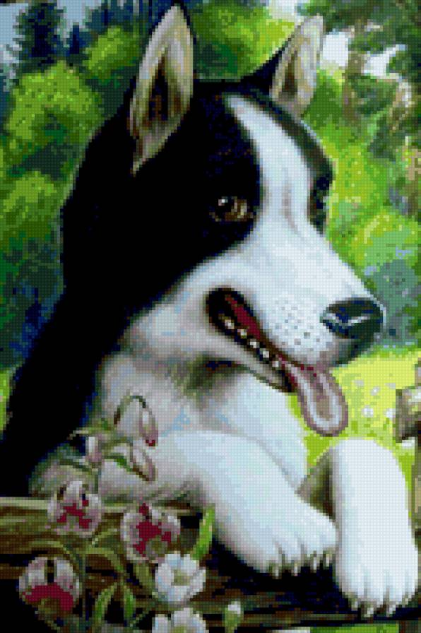 Собака - собаки, собака, животные, лайка, природа, хаски - предпросмотр