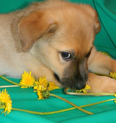 щенок - щенок, друг, собака, щен, малыш - оригинал