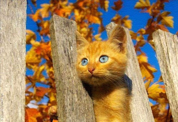 Котёнок - кот, кошки, коты, кошка, котята, забор, котенок - оригинал