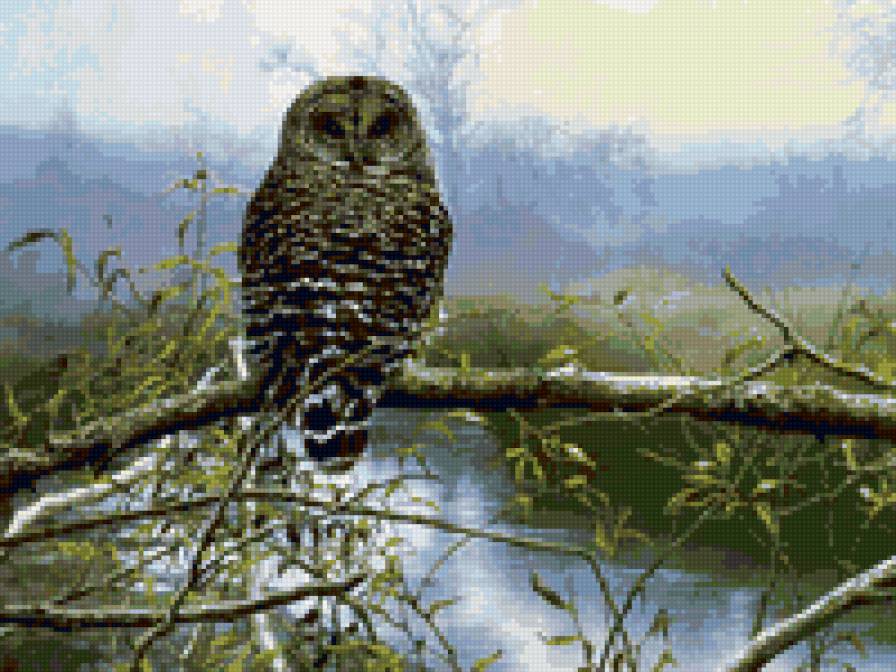 сова - живопись, красота, лес, лето, картина, птицы, река - предпросмотр