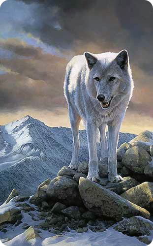 серый - живопись, картина, волк, красота, горы, животные - оригинал