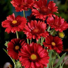 Схема вышивки «багровая гайлардия»