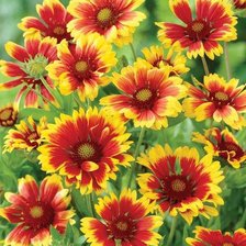 Схема вышивки «золотая гайлардия»