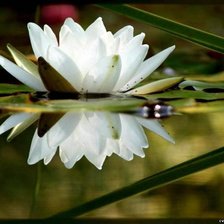 Схема вышивки «лотос»