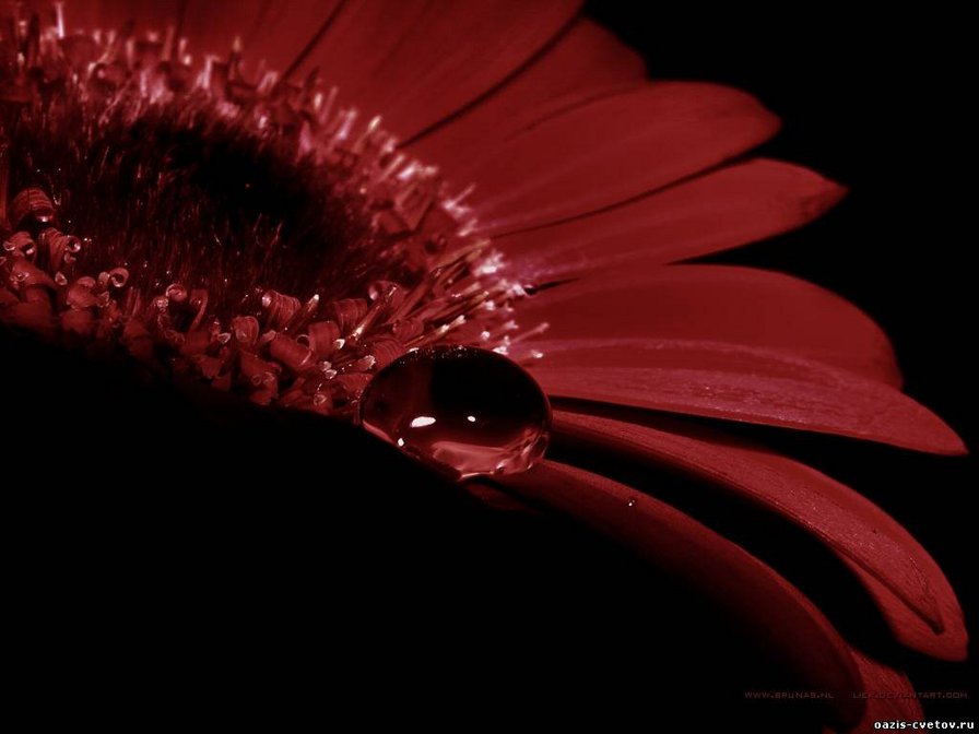 гербера - оригинал