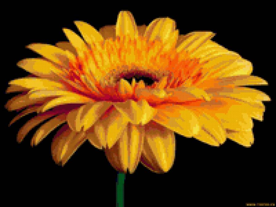 гербера - предпросмотр