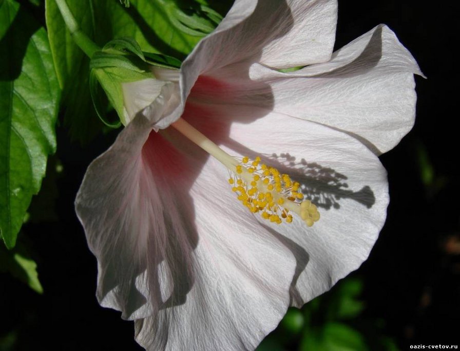 гибискус - оригинал