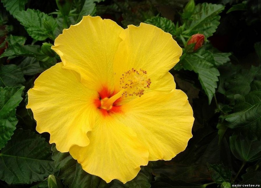 гибискус - оригинал