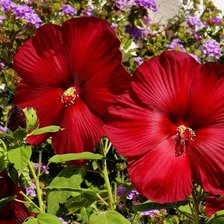 Схема вышивки «гибискус»