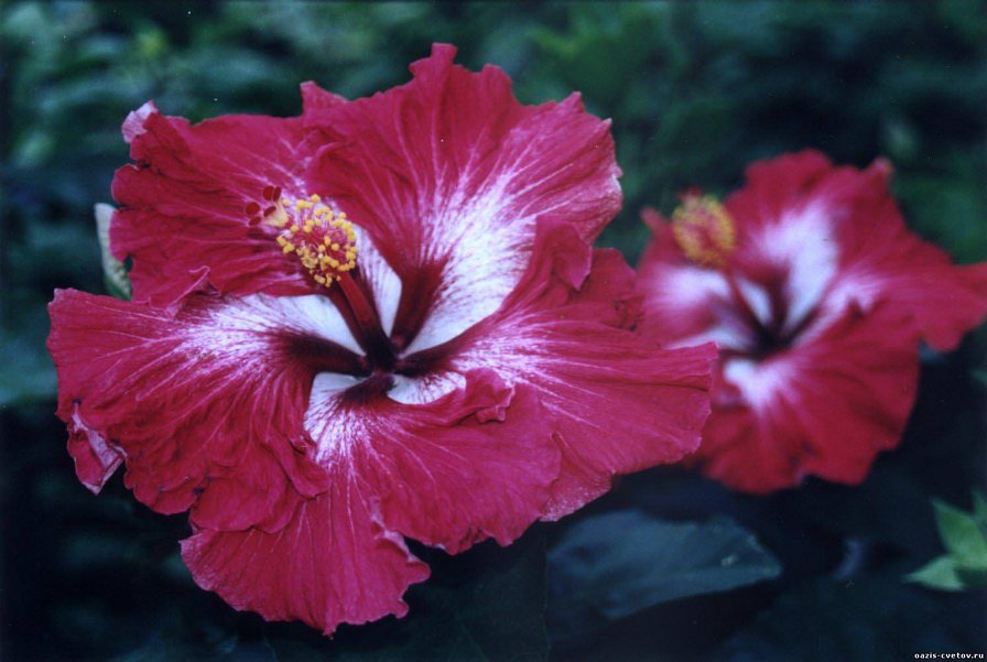 гибискус - оригинал