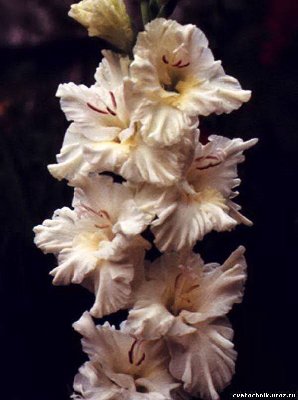 гладиолус - оригинал