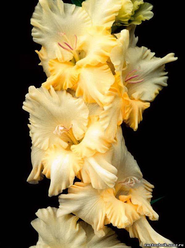 гладиолус - оригинал