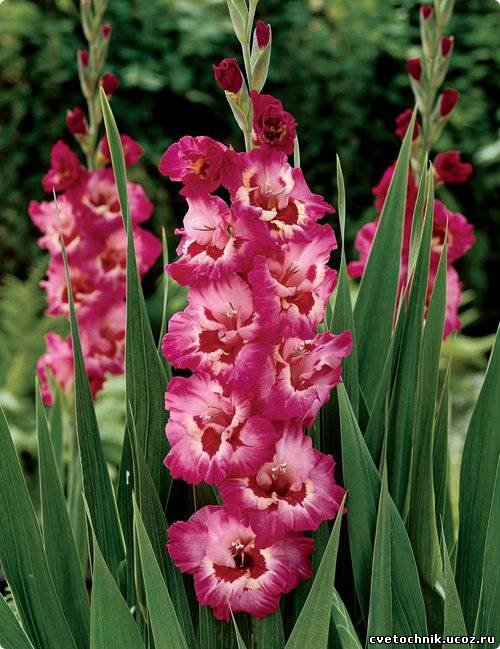 №15708 - оригинал