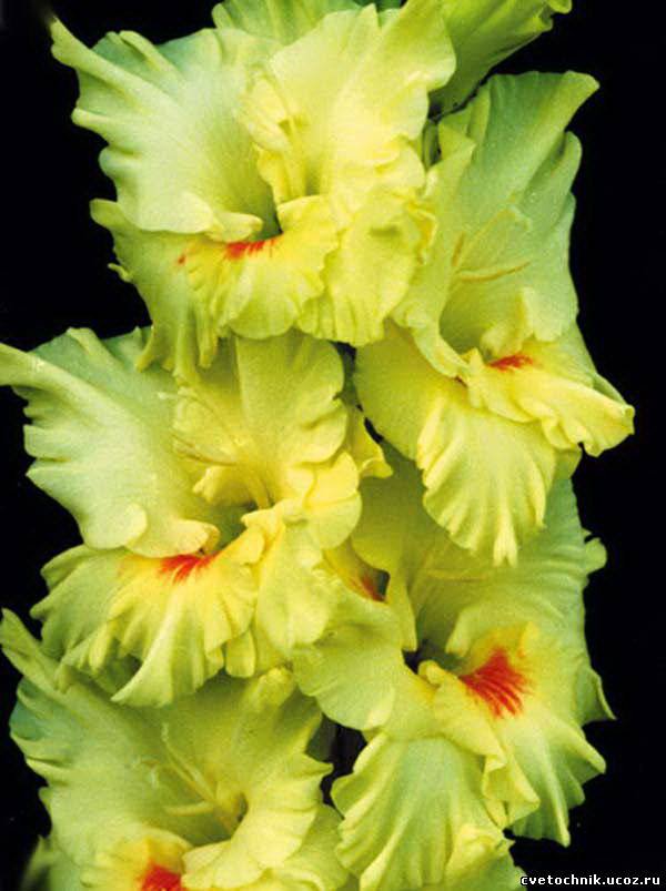 №15723 - оригинал