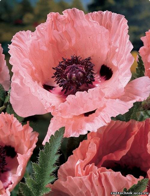 №15834 - оригинал