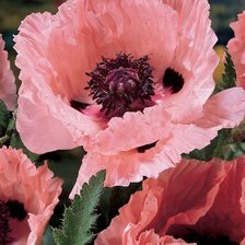 Схема вышивки «№15834»