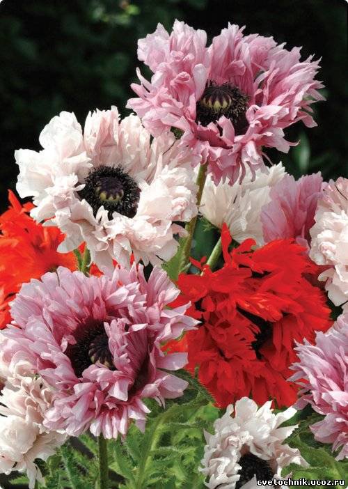 №15835 - оригинал