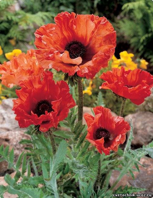 №15848 - оригинал